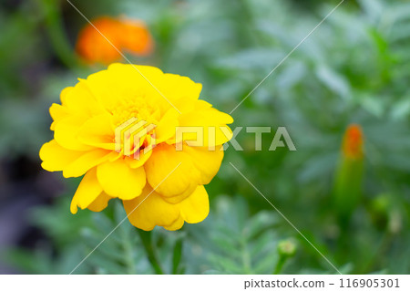 Yellow marigold flowers Yellow marigold flowers 116905301