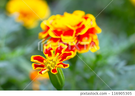 Marigold flower 116905305