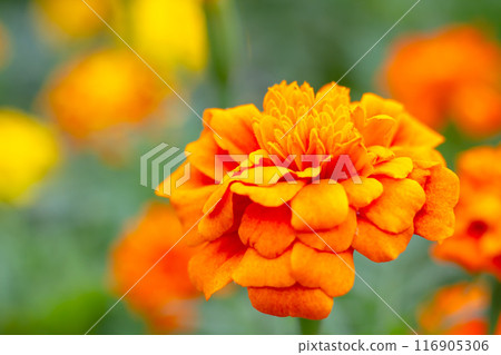 Marigold flower Marigold flower 116905306