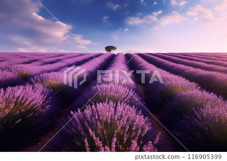 lavender, blossom, bloom 116905399