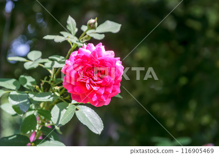 紅玫瑰花瓣即將盛開 [薔薇科] 116905469