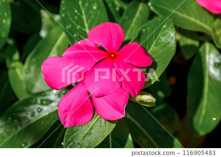 可愛的紅色海妖花[石竹科，曼特瑪屬] 116905483