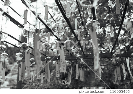 Beautiful wind chimes at Shojuin Temple 116905495