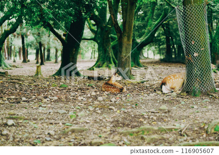 Cute deer in Nara Cute deer in Nara 116905607