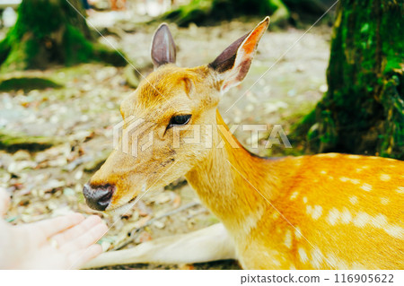 Cute deer in Nara Cute deer in Nara 116905622