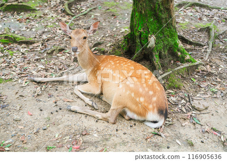 Cute deer in Nara Cute deer in Nara 116905636