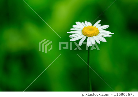 A single white daisy with a blurred green background, showcasing its natural beauty A single white daisy with a blurred green background, showcasing its natural beauty 116905673