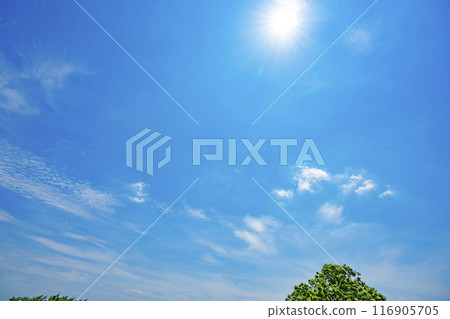 夏天的雲、樹木和陽光 116905705