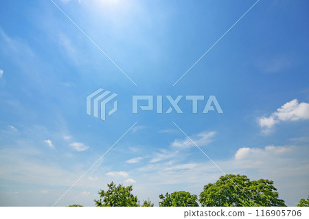 夏天的雲和樹 116905706