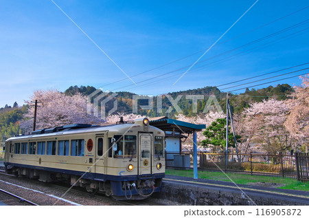 志莊站和櫻花 - 京都丹後鐵道 KTR700 志莊站和櫻花 - 京都丹後鐵道 KTR700 116905872