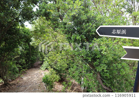 Spring, early summer, summer in Wakayama, Nanki, Shirahama, glamping with a bonfire and exploring the Blue Lagoon, Torigoe Cave and Hioki River 116905911