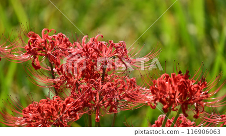 Red spider lily (Licoris radiata) 116906063