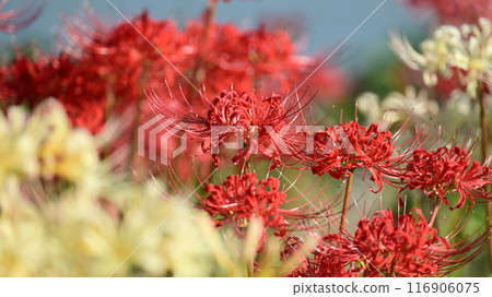 Red spider lily (Licoris radiata) 116906075