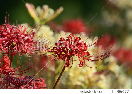 Red spider lily (Licoris radiata) Red spider lily (Licoris radiata) 116906077