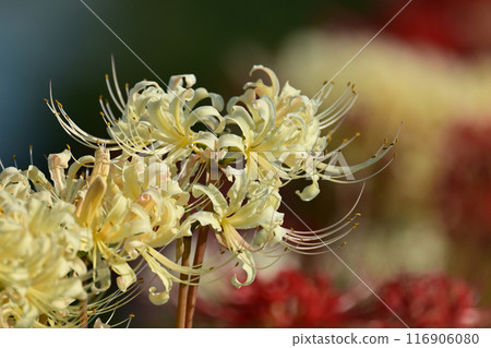 Red spider lily (Licoris radiata) 116906080