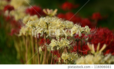 Red spider lily (Licoris radiata) 116906081