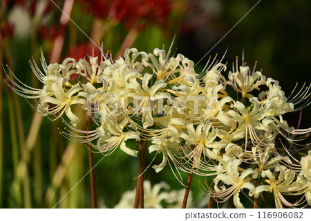 Red spider lily (Licoris radiata) 116906082