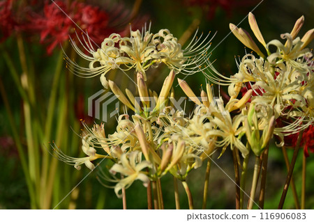 Red spider lily (Licoris radiata) 116906083
