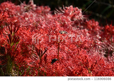 彼岸花（甘草） 116906086
