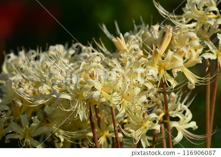 彼岸花（甘草） 116906087