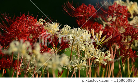 Red spider lily (Licoris radiata) Red spider lily (Licoris radiata) 116906090
