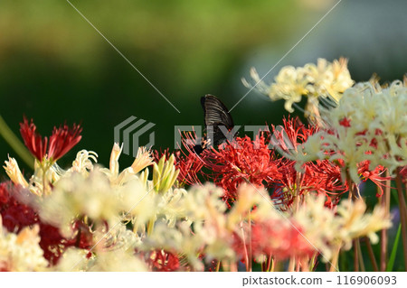 Red spider lily (Licoris radiata) 116906093