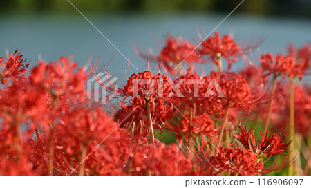 Red spider lily (Licoris radiata) 116906097