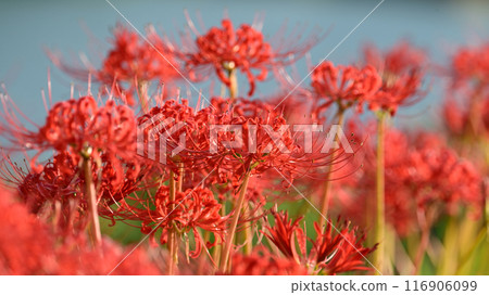 Red spider lily (Licoris radiata) 116906099