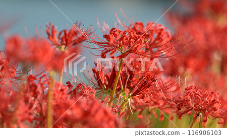 Red spider lily (Licoris radiata) 116906103