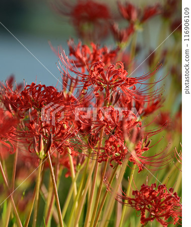 Red spider lily (Licoris radiata) Red spider lily (Licoris radiata) 116906109