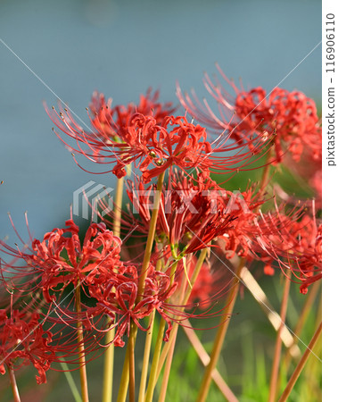 Red spider lily (Licoris radiata) 116906110