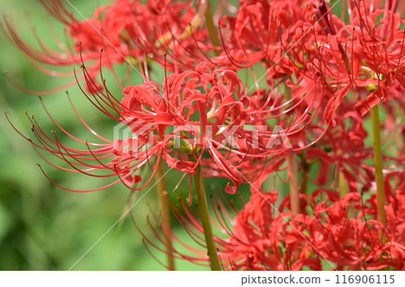 彼岸花（甘草） 116906115