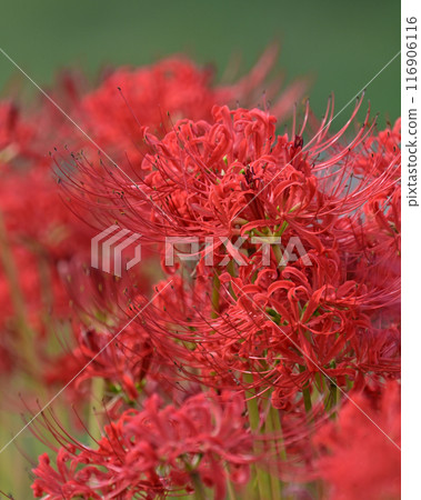 彼岸花（甘草） 116906116