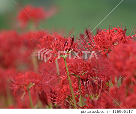 彼岸花(甘草) 彼岸花(甘草) 116906117