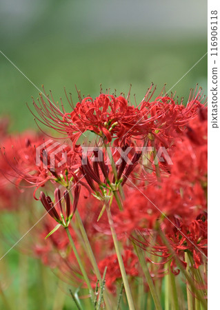 Red spider lily (Licoris radiata) 116906118