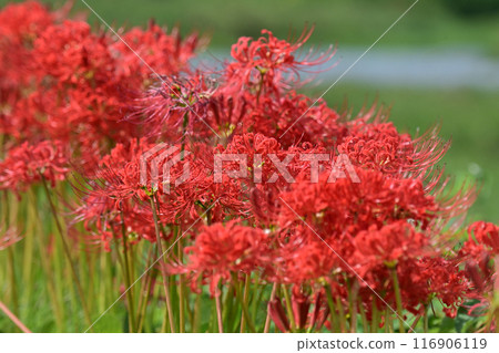Red spider lily (Licoris radiata) 116906119
