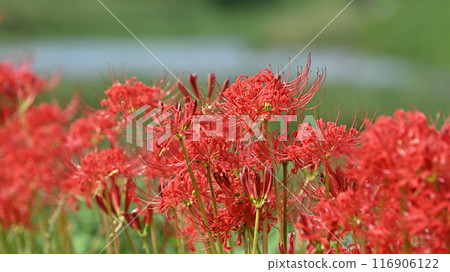 Red spider lily (Licoris radiata) 116906122