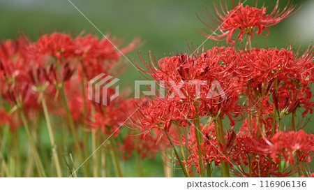 彼岸花(甘草) 彼岸花(甘草) 116906136