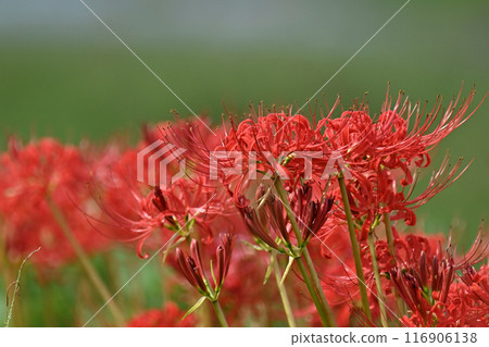 彼岸花（甘草） 116906138