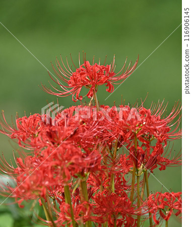 Red spider lily (Licoris radiata) Red spider lily (Licoris radiata) 116906145