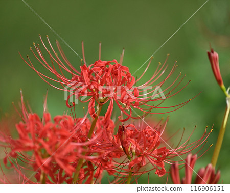 Red spider lily (Licoris radiata) Red spider lily (Licoris radiata) 116906151