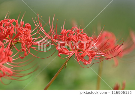 彼岸花（甘草） 116906155