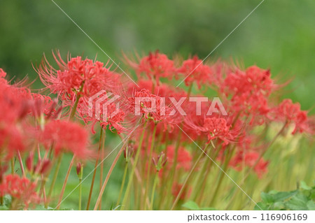 Red spider lily (Licoris radiata) Red spider lily (Licoris radiata) 116906169