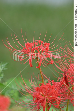 Red spider lily (Licoris radiata) 116906172