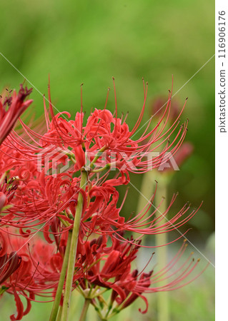 Red spider lily (Licoris radiata) 116906176