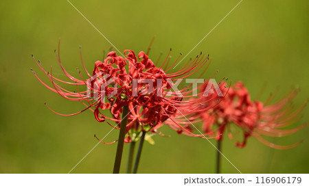 Red spider lily (Licoris radiata) Red spider lily (Licoris radiata) 116906179