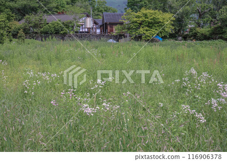 Yufuin Field Farm, Pastoral Charm in Nagasaki Countryside May 15 2024 Yufuin Field Farm, Pastoral Charm in Nagasaki Countryside May 15 2024 116906378