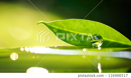 綠葉和美麗水滴的特寫 116906517