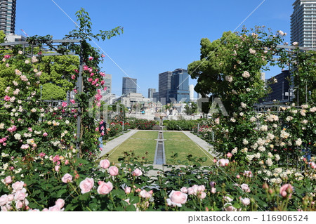 From spring to early summer, in the center of Osaka, Japan, this is Nakanoshima, the rose garden of the rose garden, a park to see at the rose garden From spring to early summer, in the center of Osaka, Japan, this is Nakanoshima, the rose garden of the rose garden, a park to see at the rose garden 116906524