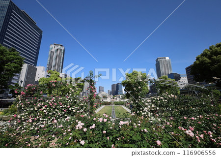 From spring to early summer, in the center of Osaka, Japan, this is Nakanoshima, the rose garden of the rose garden, a park to see at the rose garden 116906556